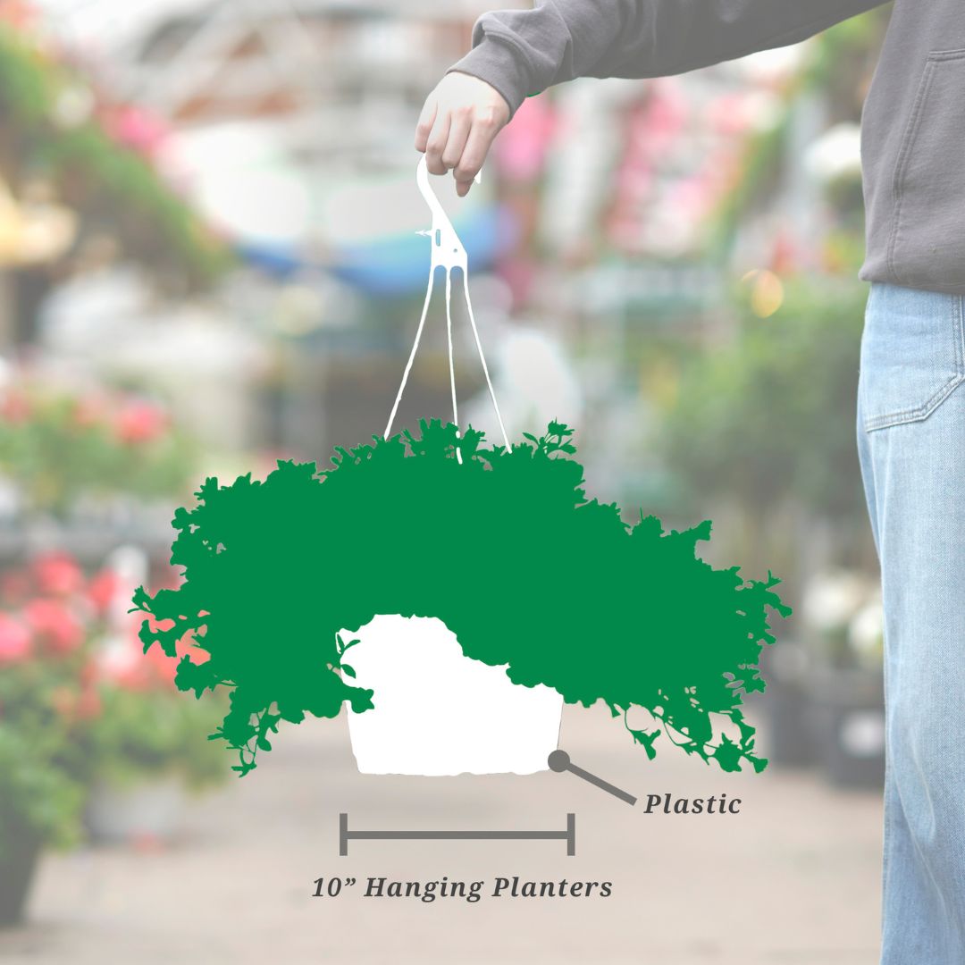 Begonia – Nonstop® Joy Rose Picotee – 10″ Hanging Basket